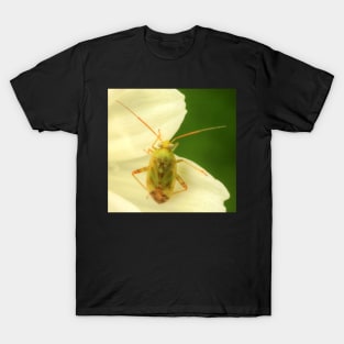 Cute Bug on Green & White T-Shirt